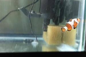 Ocellaris Clownfish Picasso