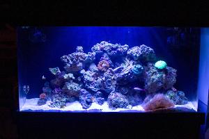 50 Gallon Reef Tank Thumbnail