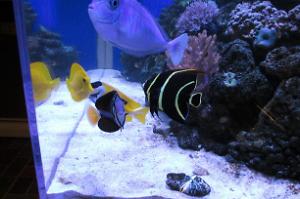 French Angelfish Thumbnail