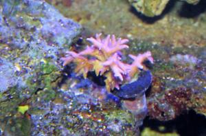 Birdsnest Coral Thumbnail