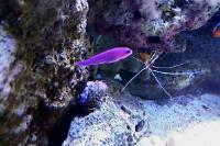 Purple Dottyback Thumbnail