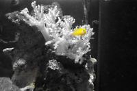 Clown Goby Yellow Thumbnail