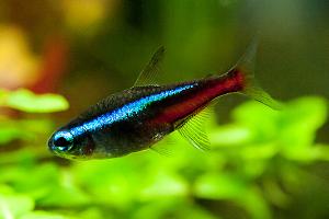 Neon Tetra Thumbnail