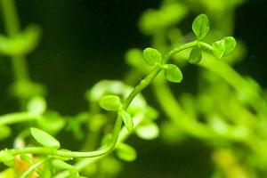 Giant Red Bacopa Thumbnail