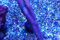 Orange Spiny Sea Rod Thumbnail