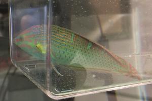 Vrolik's Wrasse Thumbnail