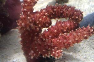 Chili Coral Thumbnail