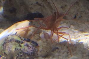 Peppermint Shrimp Thumbnail