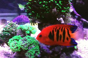 Flame Angelfish Thumbnail