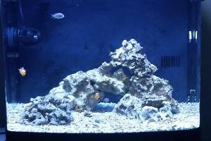  29g Nano Reef Thumbnail