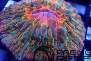 Plate Coral Short Tentacle Volcano Thumbnail