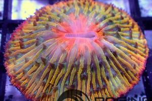 Plate Coral Short Tentacle Sunrise Thumbnail