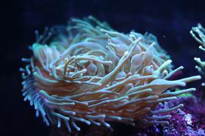 Bulb Anemone Thumbnail