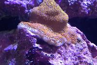 Rainbow Montipora Thumbnail