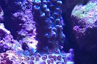 Super Blue Acropora