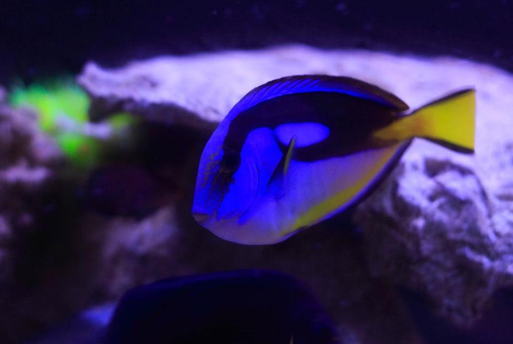 Yellow Belly Regal Blue Tang