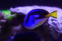 Yellow Belly Regal Blue Tang Thumbnail