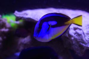 Yellow Belly Regal Blue Tang Thumbnail