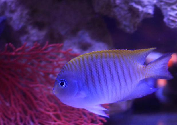 Spotbreast Angelfish Male