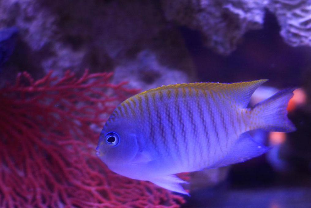 Spotbreast Angelfish Male