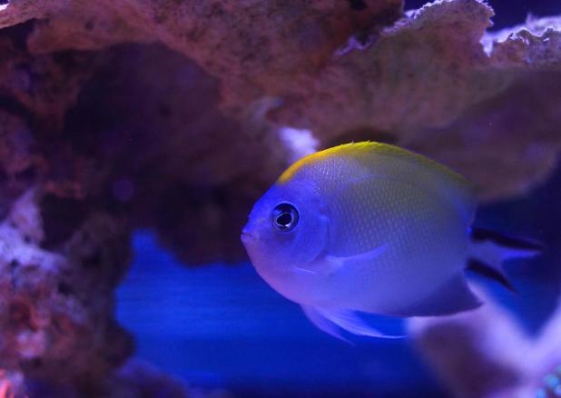 Spotbreast Angelfish Female