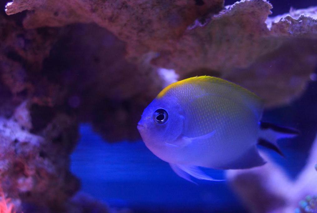 Spotbreast Angelfish Female