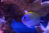 Spotbreast Angelfish Female Thumbnail