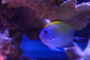 Spotbreast Angelfish Female