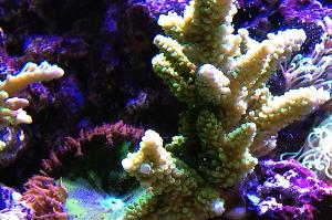 Acropora Samoensis Thumbnail