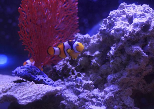 Orange Clownfish