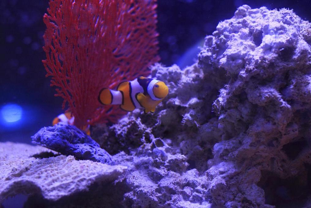 Orange Clownfish