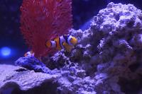 Orange Clownfish Thumbnail