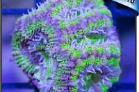 Purple Pebble Acan Lord Thumbnail