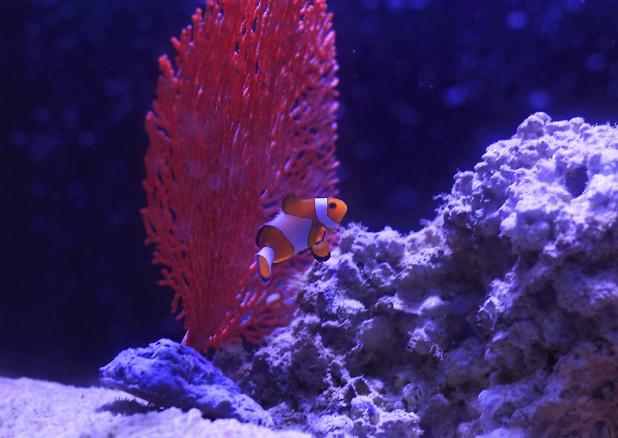 Ocellaris Clownfish