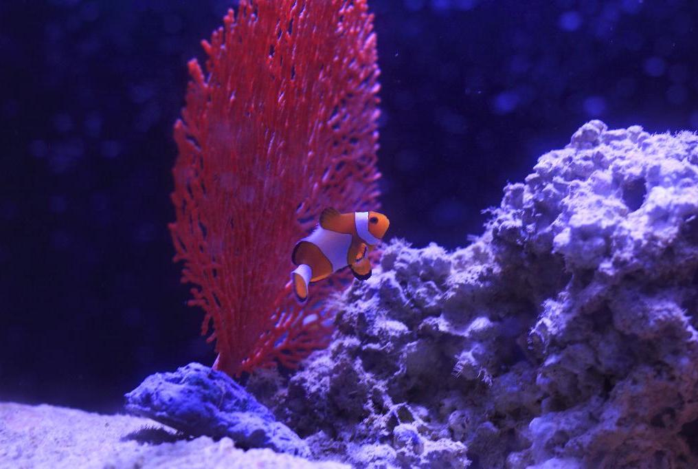 Ocellaris Clownfish