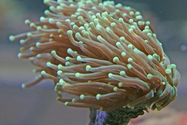 Torch Coral