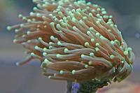 Torch Coral Thumbnail