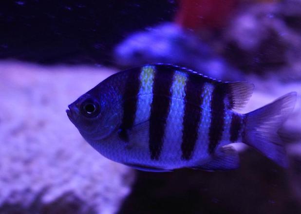 Sergeant Major Damselfish