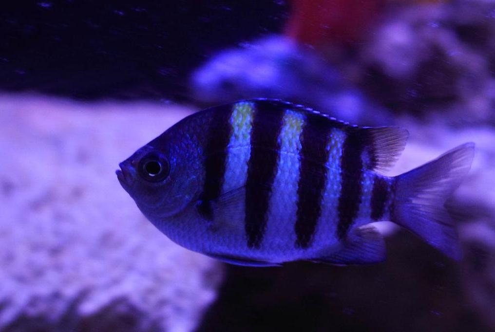 Sergeant Major Damselfish