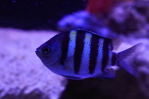 Sergeant Major Damselfish Thumbnail