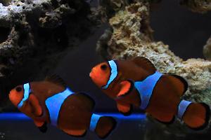 Ocellaris Clownfish Thumbnail