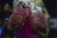 Sebae Anemone Blue Tip Thumbnail