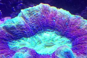 Brain Coral Trachyphyllia Thumbnail