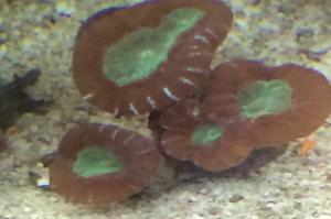 Candy Cane Coral Thumbnail