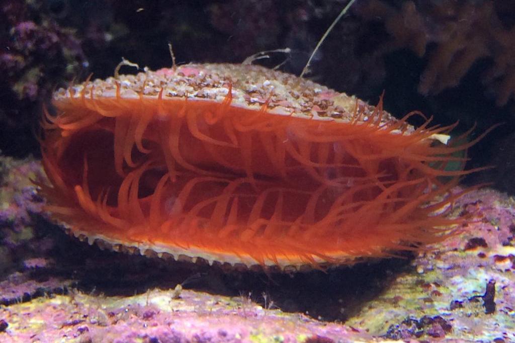 Flame Scallop / Lima scabra 81