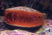 Electric Flame Scallop Thumbnail