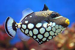 Clown Triggerfish