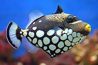 Clown Triggerfish Thumbnail