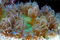 Elegance Coral Thumbnail