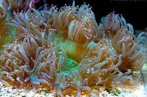 Elegance Coral